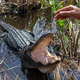 Illustration for article titled Florida man force-feeds beer to Florida gator because Florida